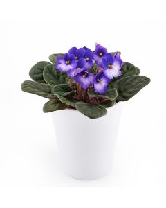 Calming Notes African Violet Plant