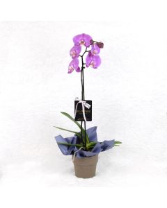Valentine's Day Pink Orchid