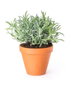 Soothing August Lavender Plant