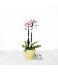 Orchid Vase Arrangement
