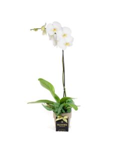 Valentine's Day Pearl Essence White Orchid