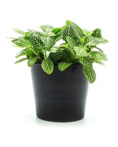 Tropical Dieffenbachia Plant
