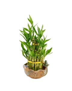 Love & Luck Bamboo Plant