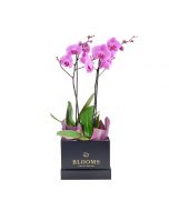 Pure & Simple Exotic Orchid Plant
