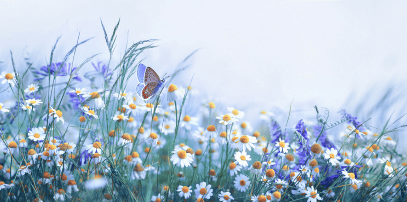 Vancouver Flower Delivery Free SameDay Delivery Vancouver's Florist 1